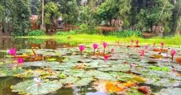 ফুলছড়ির পকরিয়ার বিলে লাল শাপলা ফুলের হাতছানি ফুলছড়ির পকরিয়ার বিলে লাল শাপলা ফুলের হাতছানি